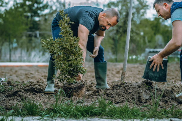 The Steps Involved in Our Tree Care Process in Johnson, AR